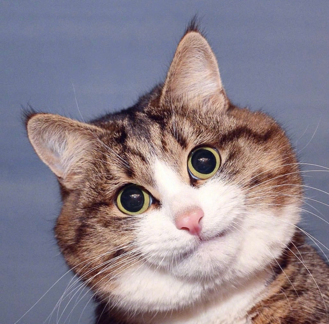 高冷的小猫咪,可可爱爱的小猫咪大头照_高清图集_新浪网