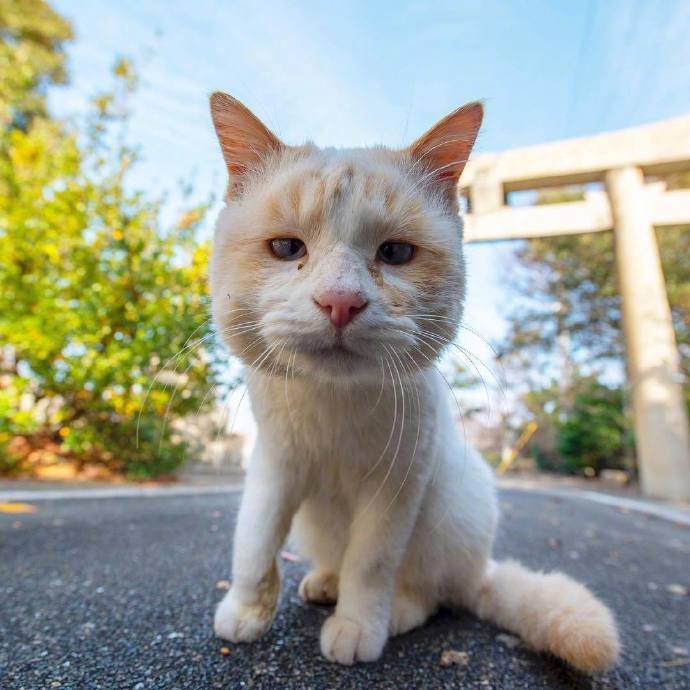 这只猫的头有点大,凑近镜头好可爱!