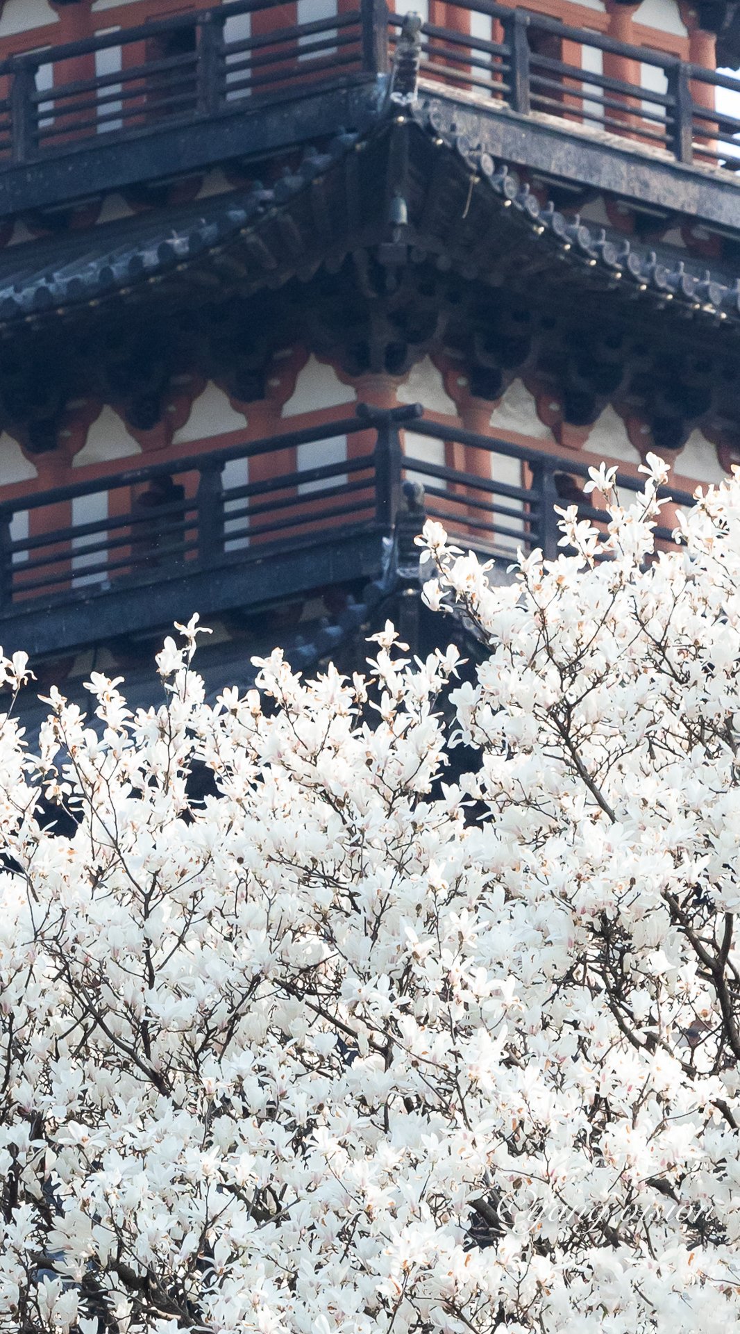 松江方塔，玉兰花开__财经头条