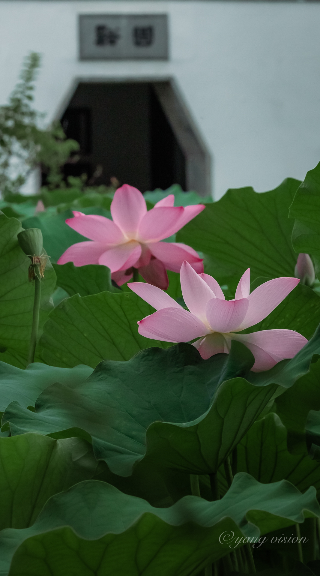 2021繁花,忆江南荷花香_高清图集_新浪网