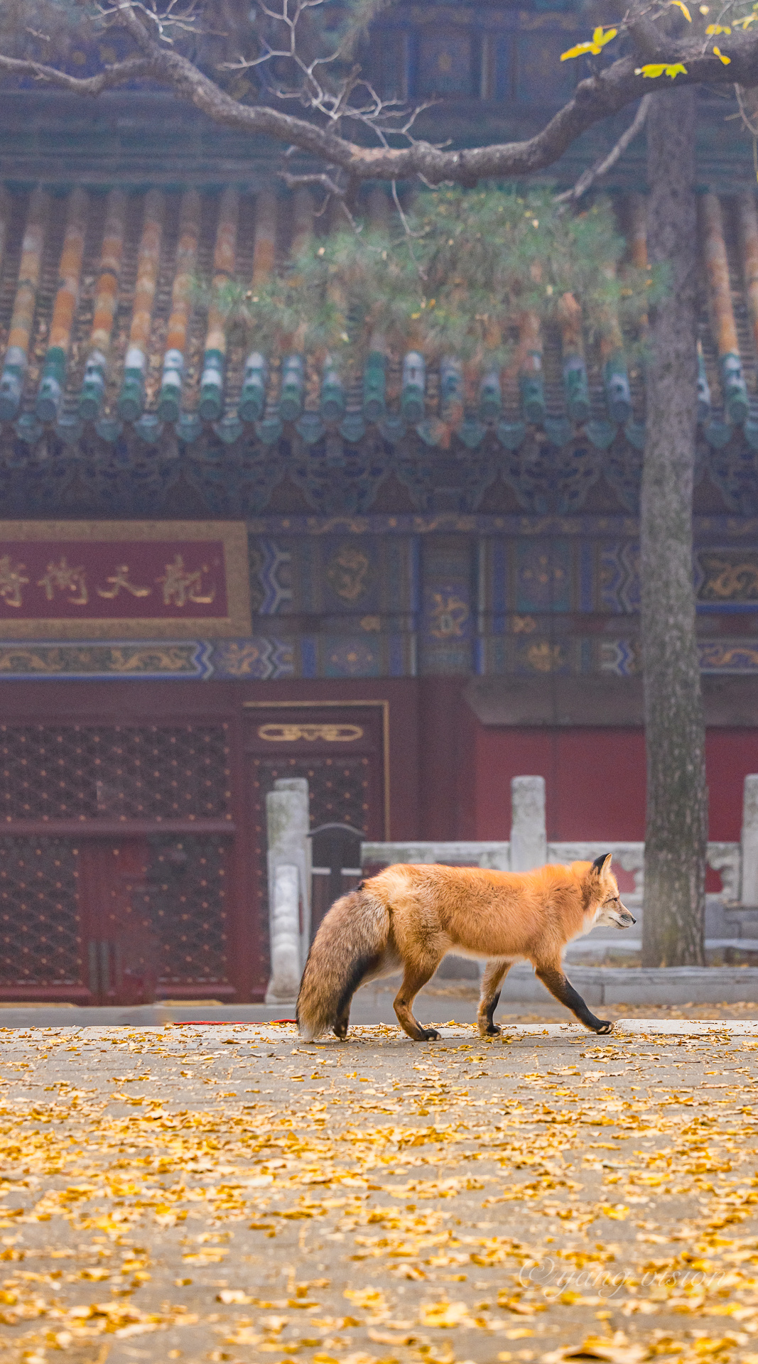 潭柘寺,千年银杏树下的狐狸__财经头条