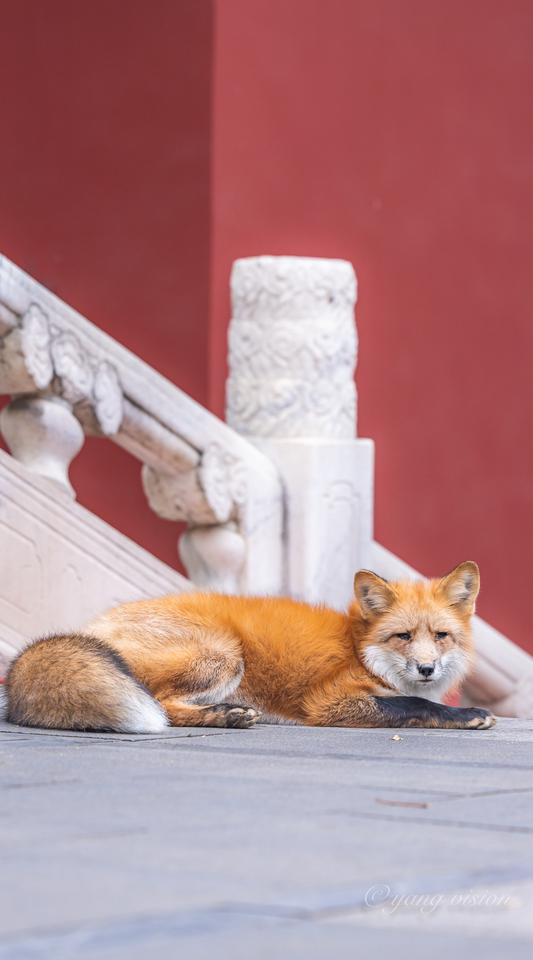 潭柘寺,千年银杏树下的狐狸__财经头条