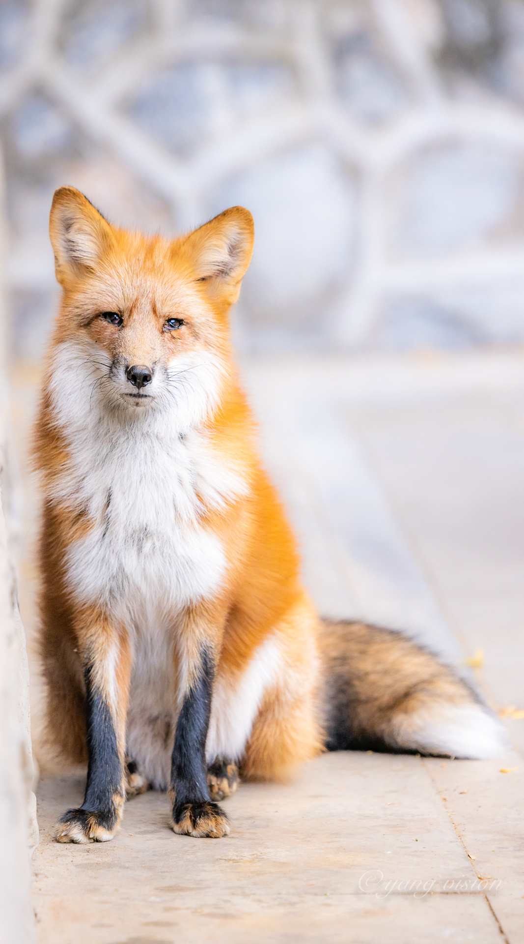 潭柘寺,千年银杏树下的狐狸__财经头条