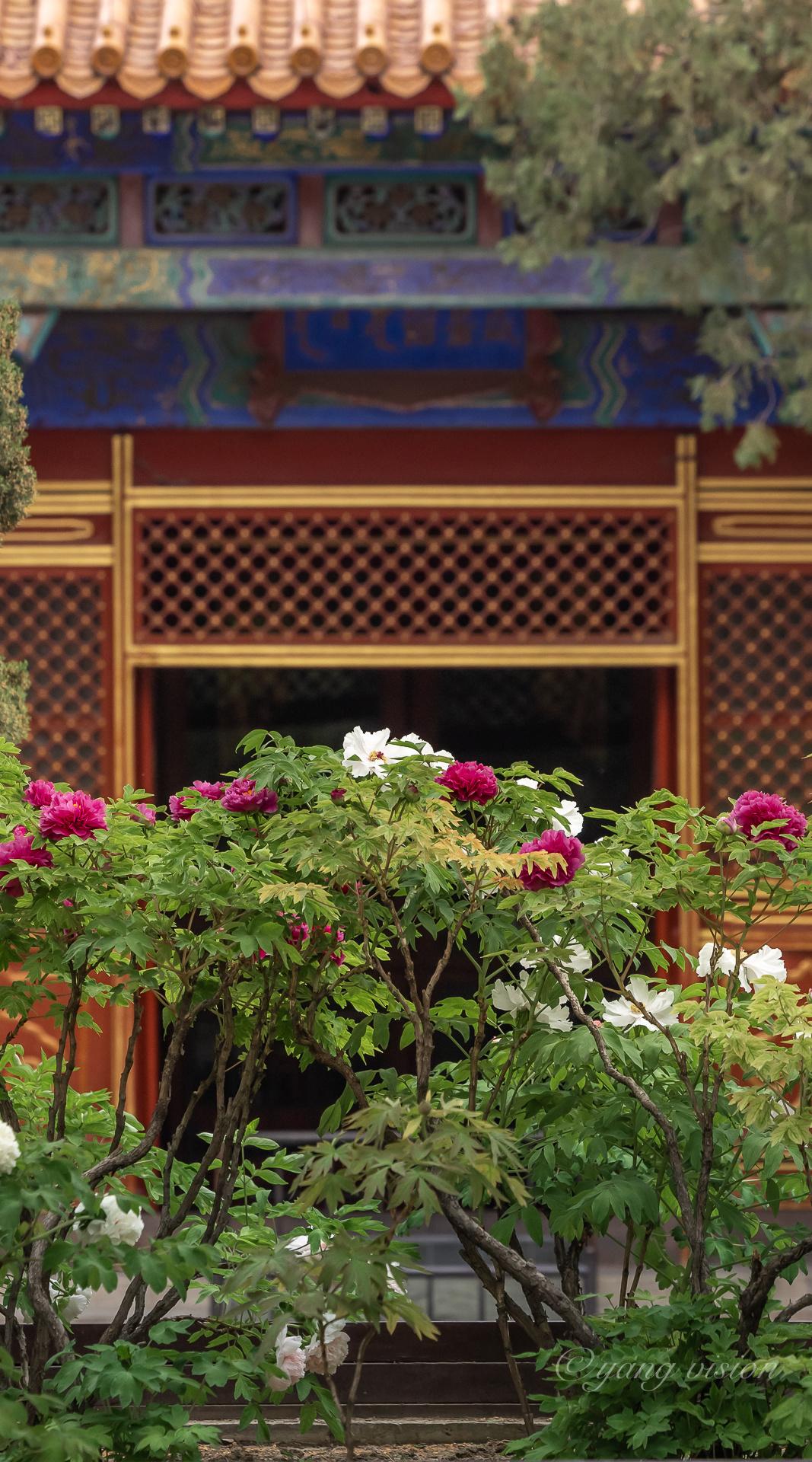 慈宁宫花园牡丹花季