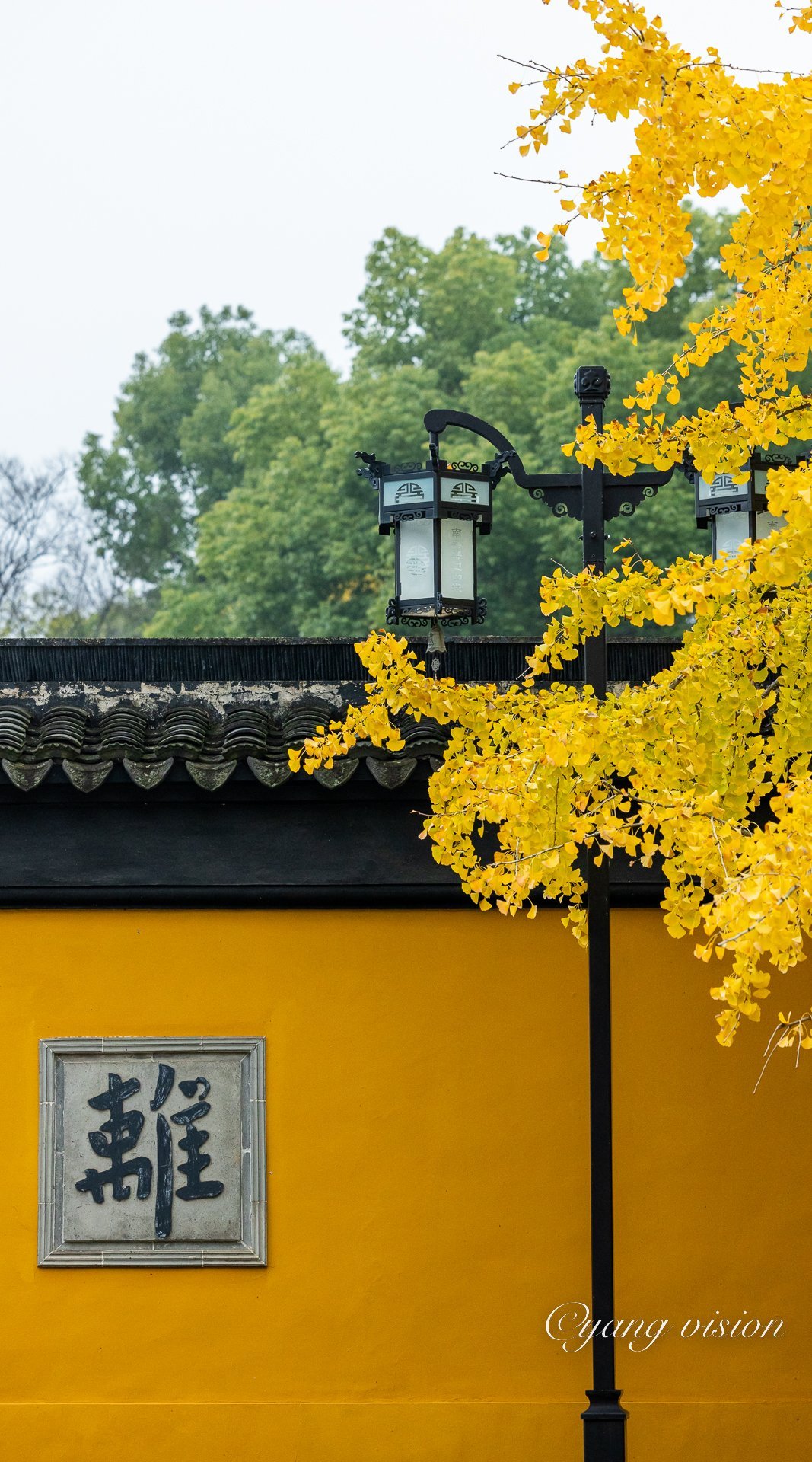 桑黄牛黄膏主治什么?