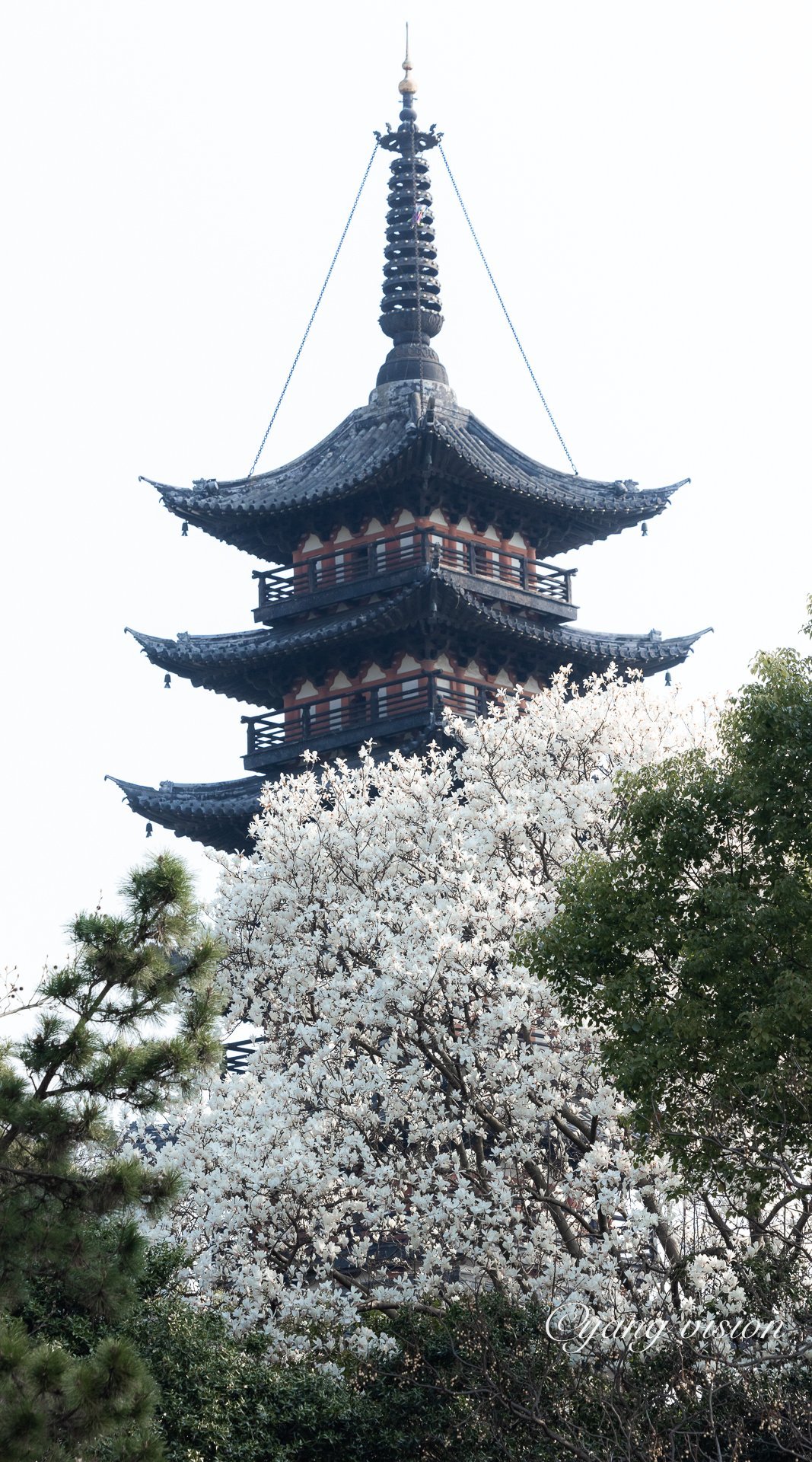 松江方塔，玉兰花开__财经头条