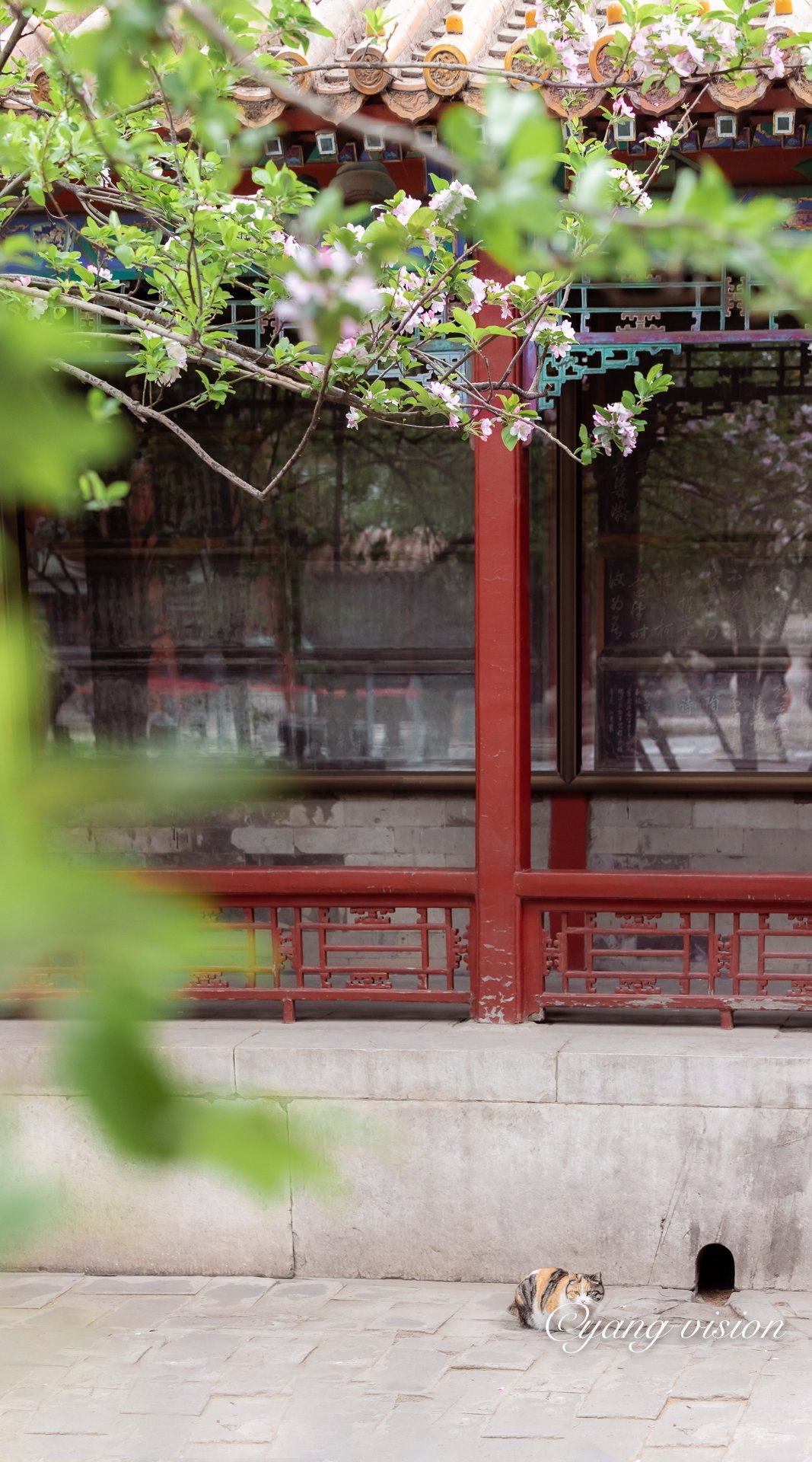 故宫颐和轩,春雨海棠红