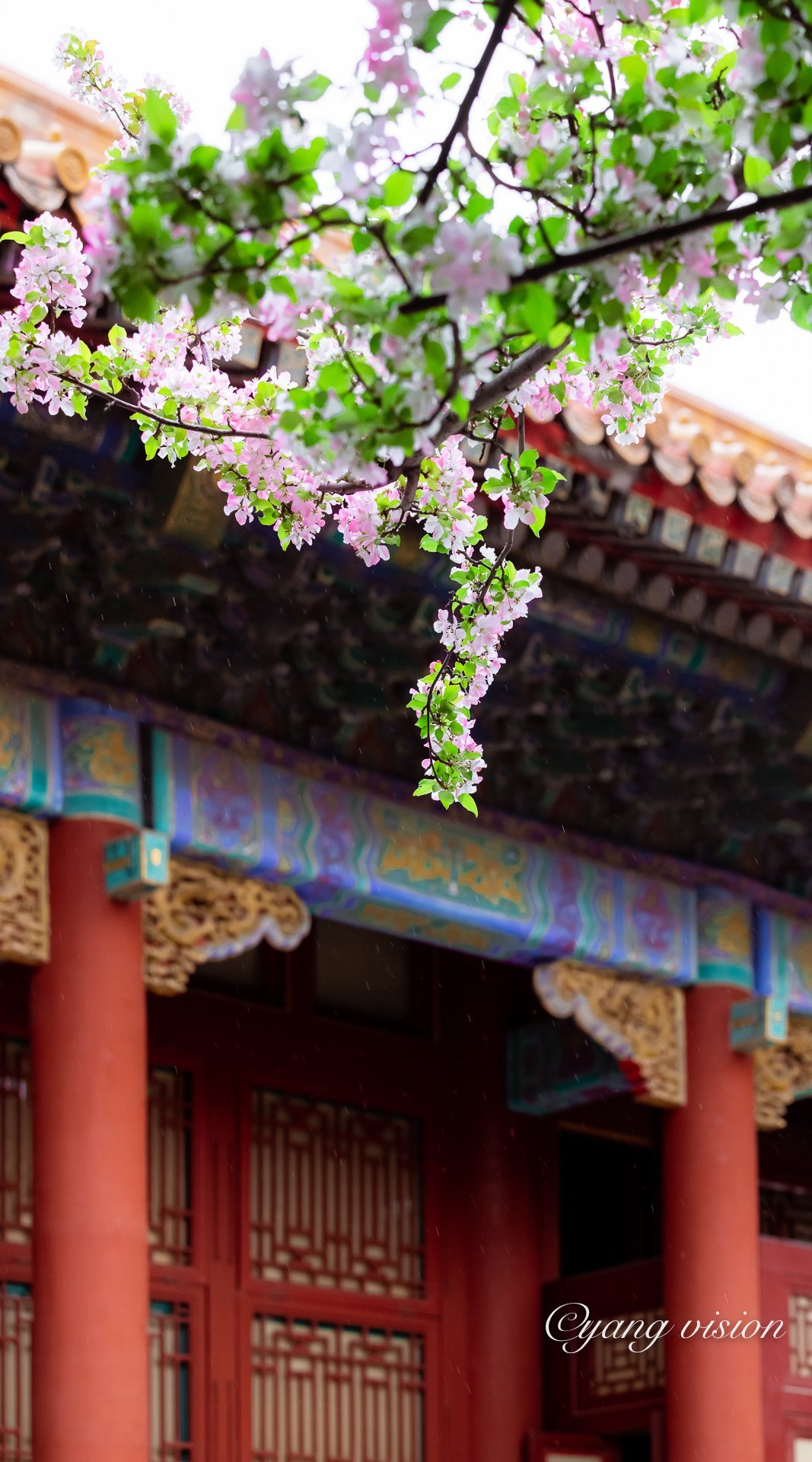 故宫颐和轩,春雨海棠红