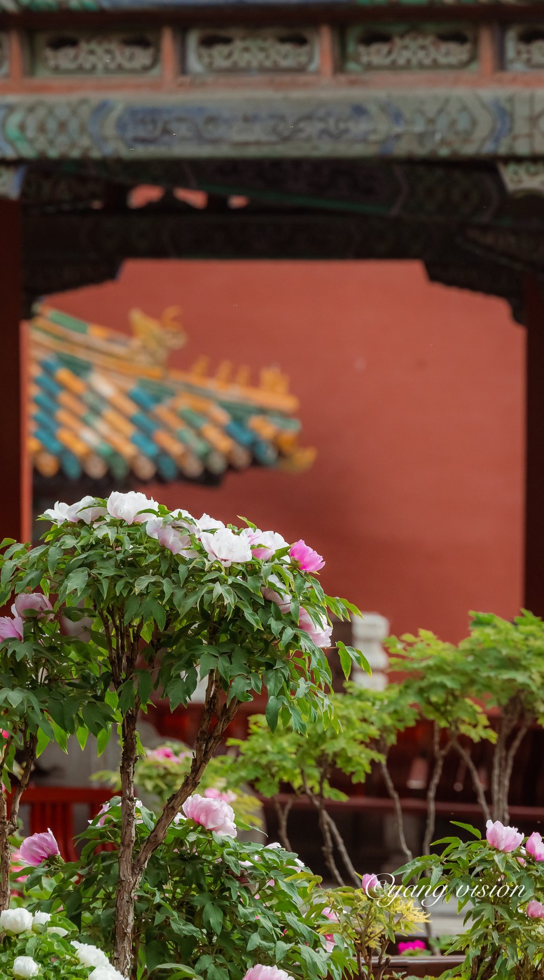 故宫御花园,牡丹争艳