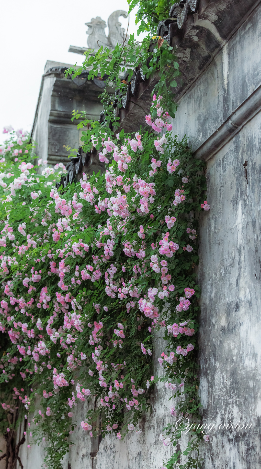 惠山古镇,最美蔷薇花墙_高清图集_新浪网