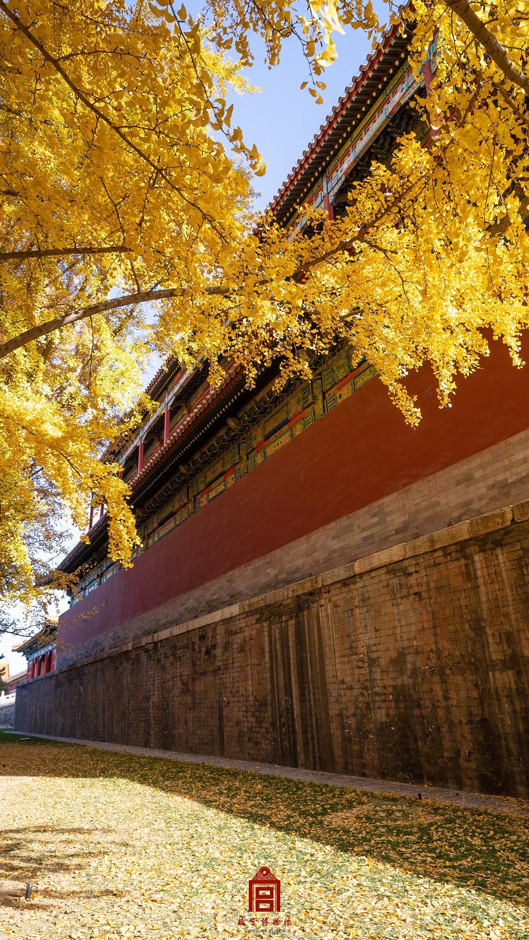 故宫的银杏又黄了__财经头条