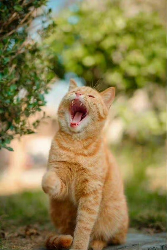 是可爱的大橘猫欸
