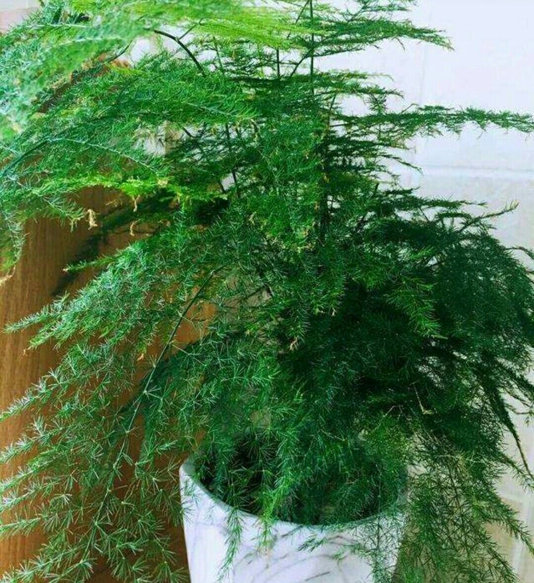 养盆栽文竹为它做好3个事项才能保持优美树形