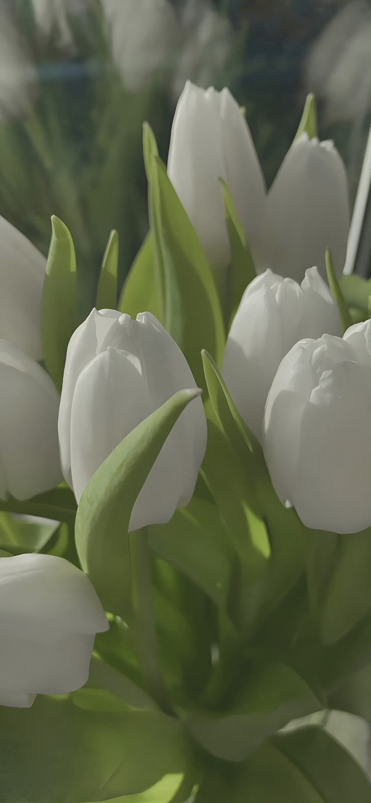 清新夏日绿锁屏壁纸