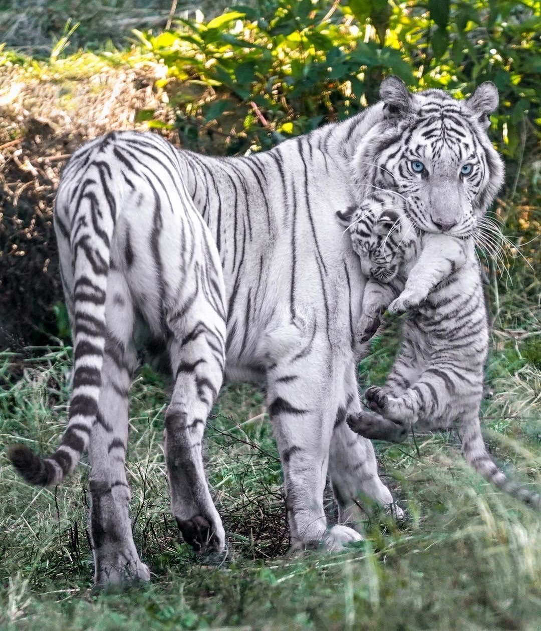 白虎妈妈与可爱小脑斧!__财经头条