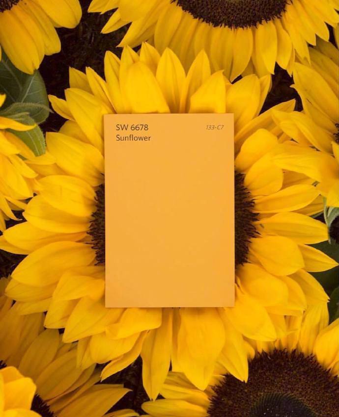 yelbow97 yellow_高清图集_新浪网