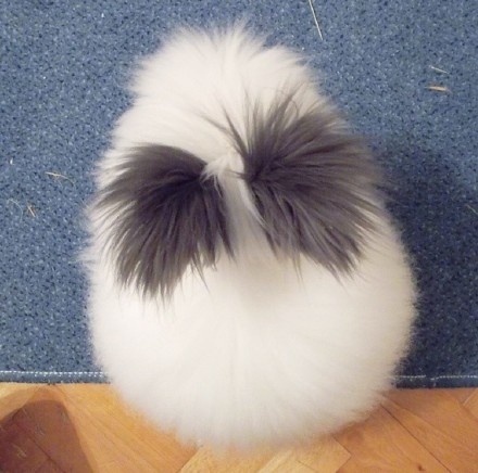 熊猫兔_高清图集_新浪网