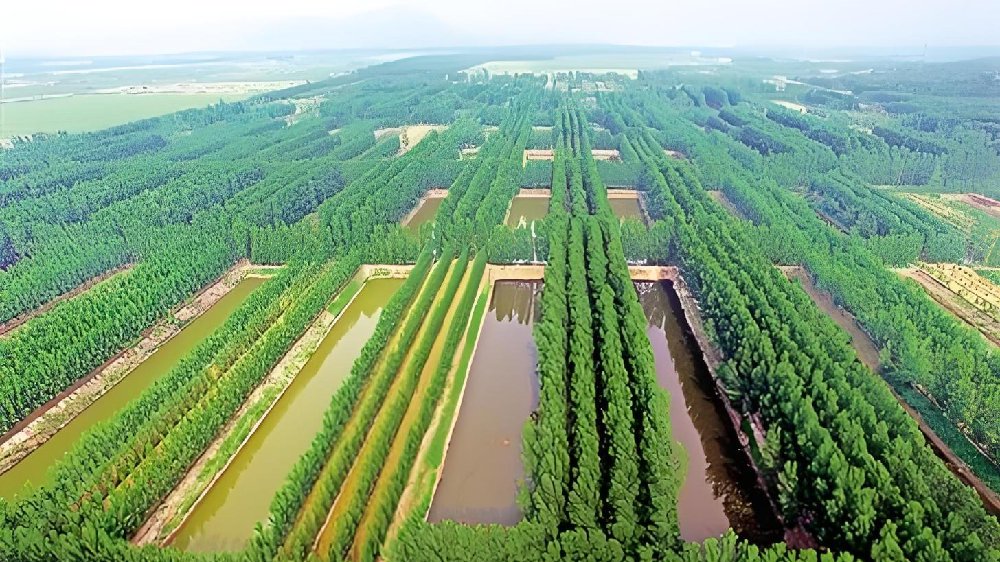中国林业建设行业发展痛点分析及解决方案探讨|国民经济|生态系统|恢复|合作|林业产业_新浪新闻