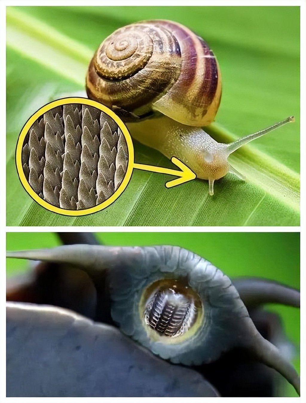 蜗牛的舌头和牙齿结合在一起形成锯齿状,所以它被称为"齿舌".