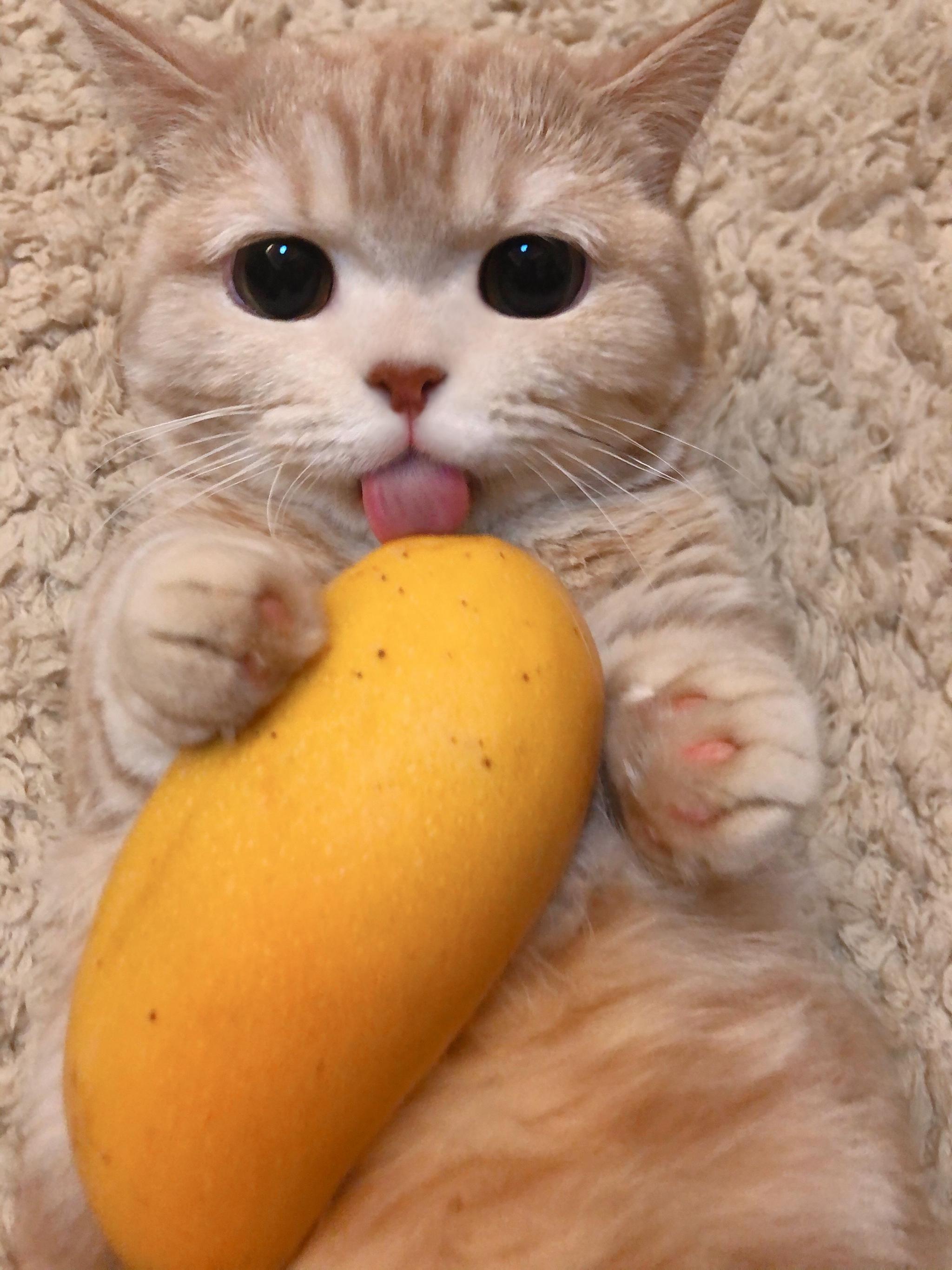 今日份的甜是芒果和芒果淋面蛋糕