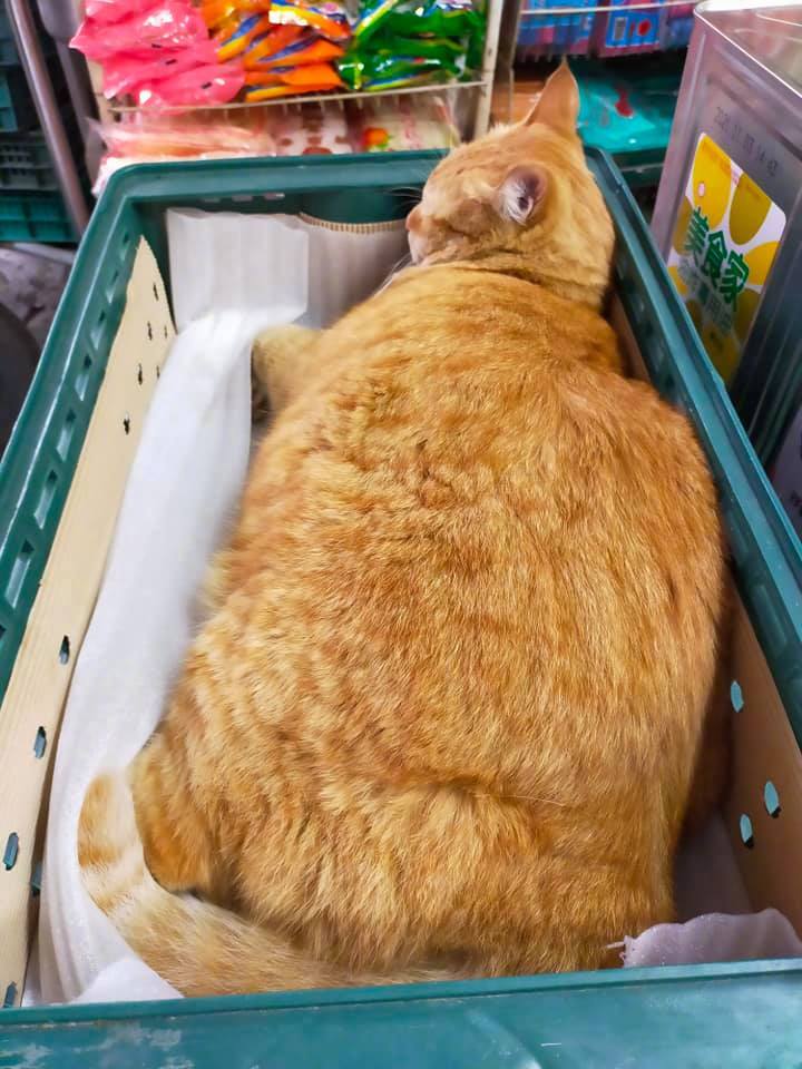 别人店里的橘猫,这也太肥了吧!