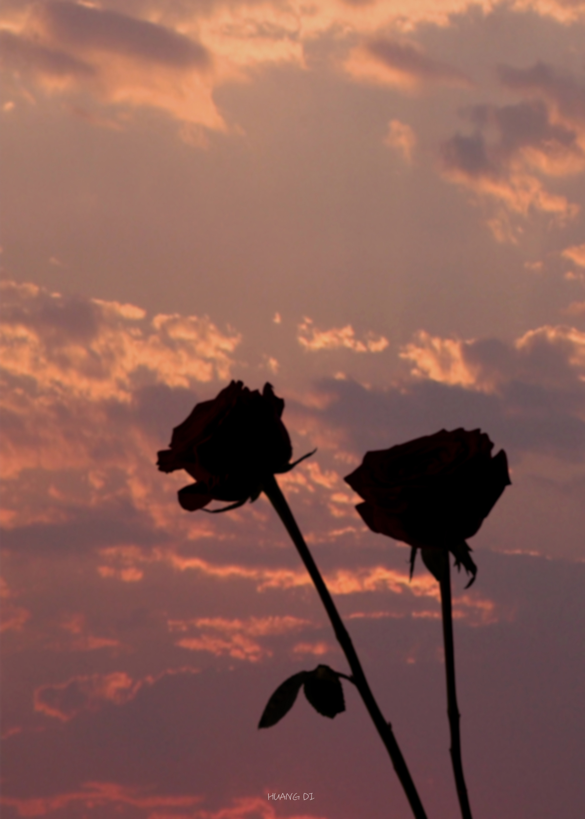 玫瑰与落日
