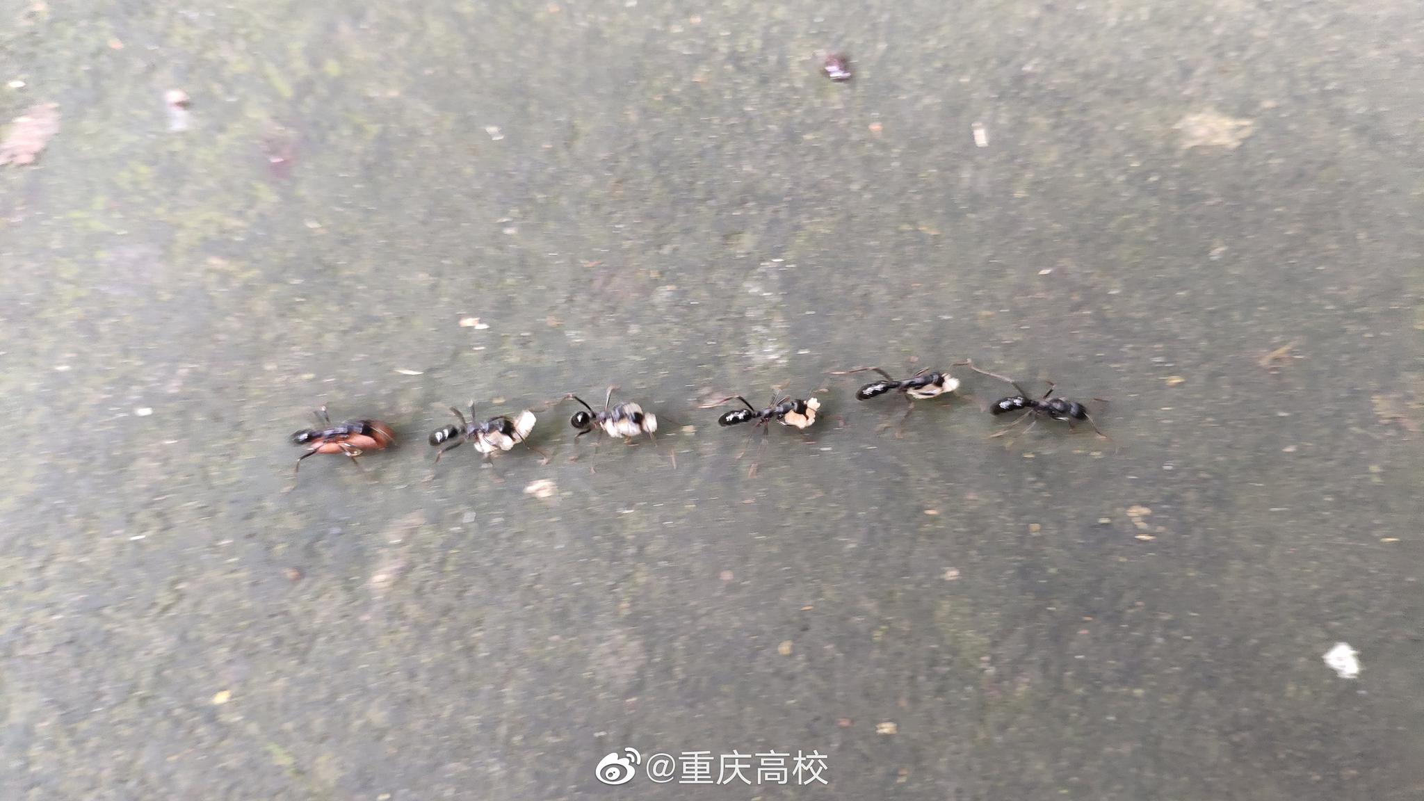 蚂蚁搬家蛇过道,明日必有大雨到 果然