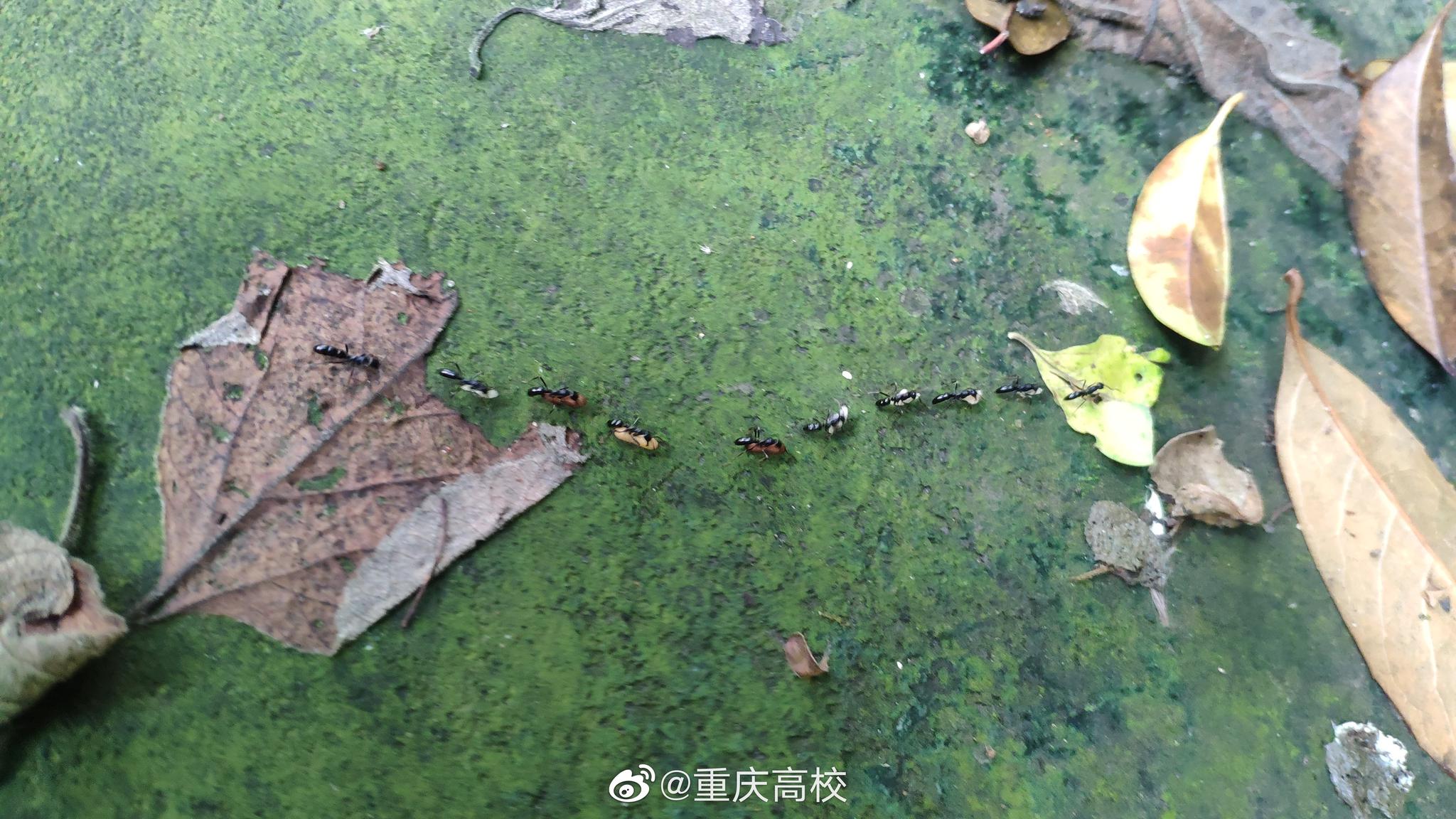 蚂蚁搬家蛇过道,明日必有大雨到 果然