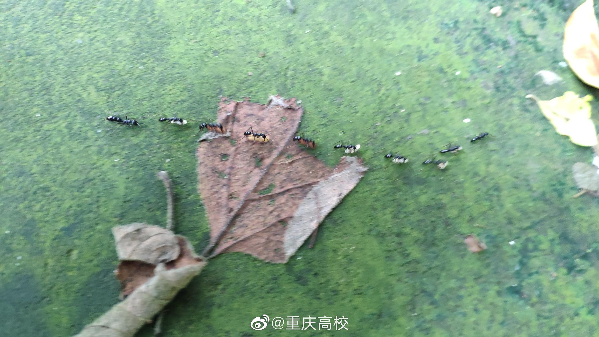 蚂蚁搬家蛇过道明日必有大雨到果然