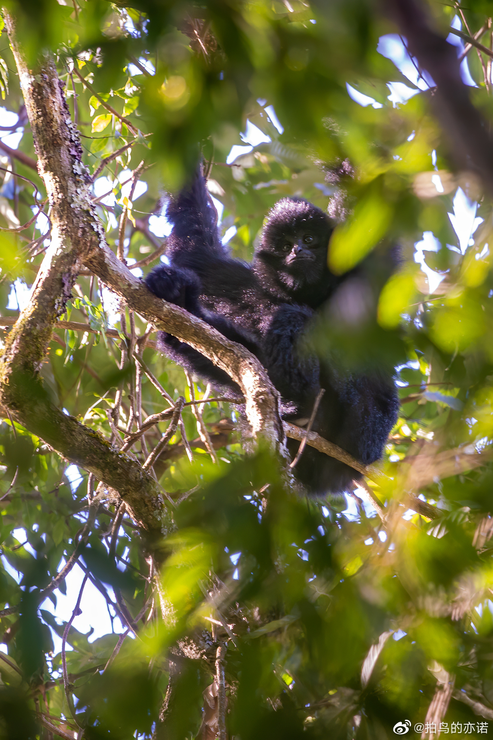 西黑冠长臂猿(学名:nomascus concolor),栖息于东南亚热带雨林_高清