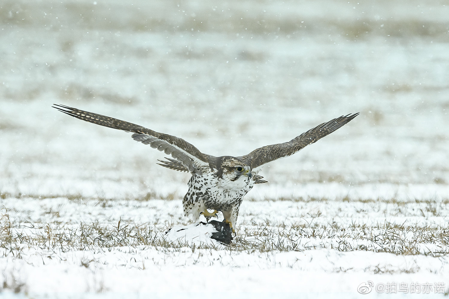 雪地猎隼。猎隼(拉丁学名:Falco cherrug),大型隼科猛禽……