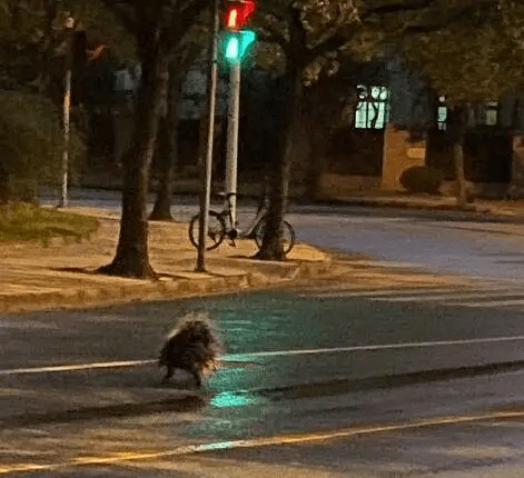 11月19日新闻早餐｜独子车祸丧生，女子要求判开车的丈夫坐牢并索赔千万休闲区蓝鸢梦想 - Www.slyday.coM