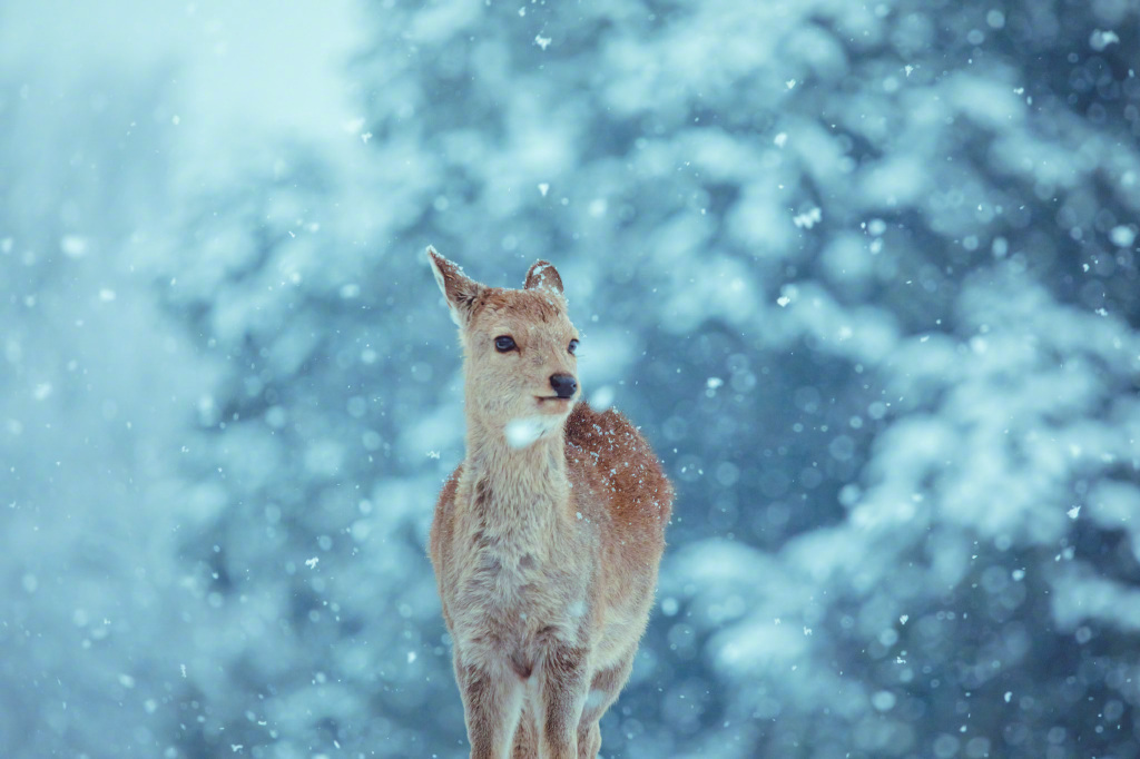 雪中可爱的小矮鹿_高清图集_新浪网