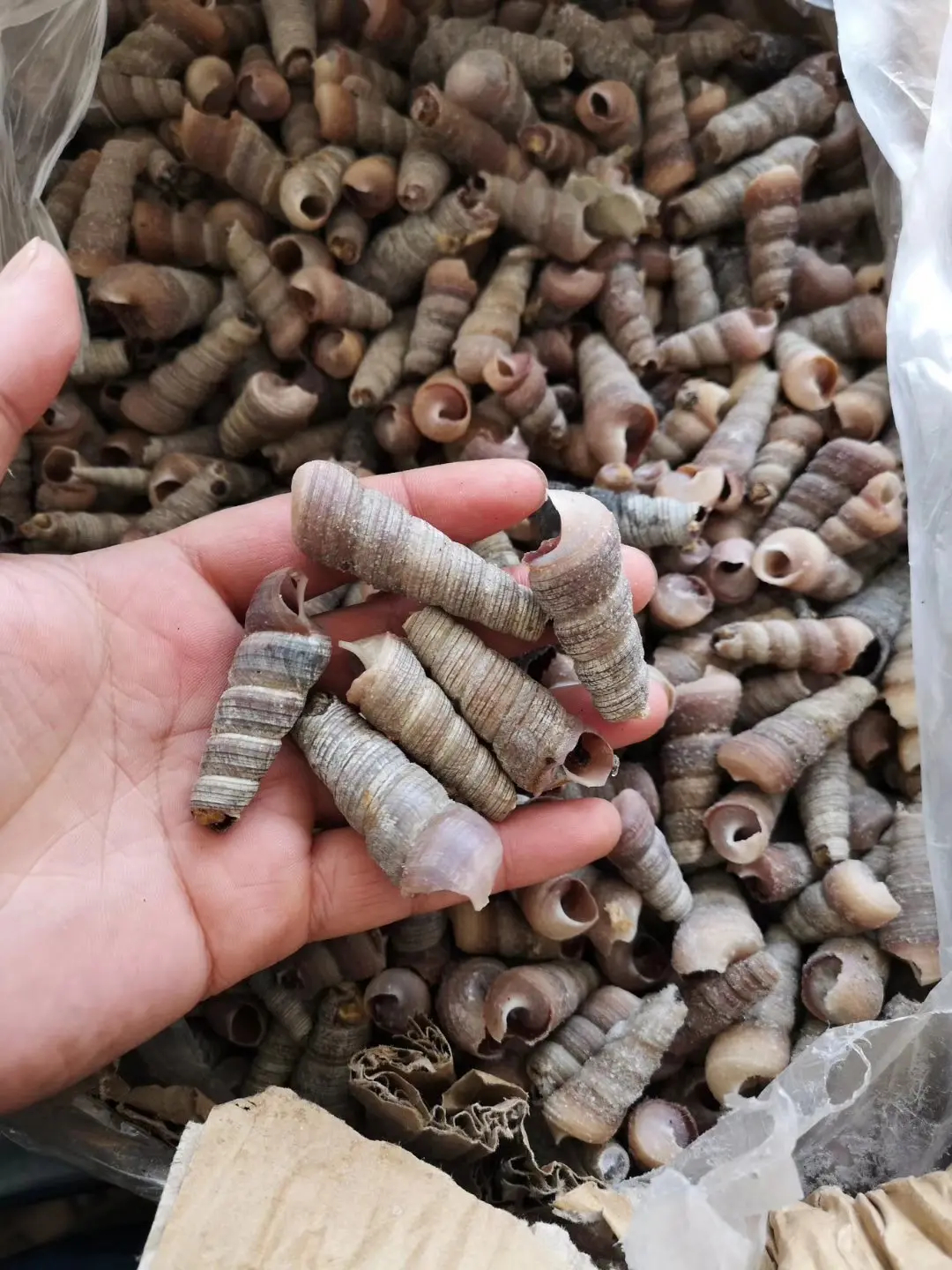 长长的螺壳里藏着鲜美的螺肉,用水白灼以后鲜香可口,用嘴唇轻嘬一下