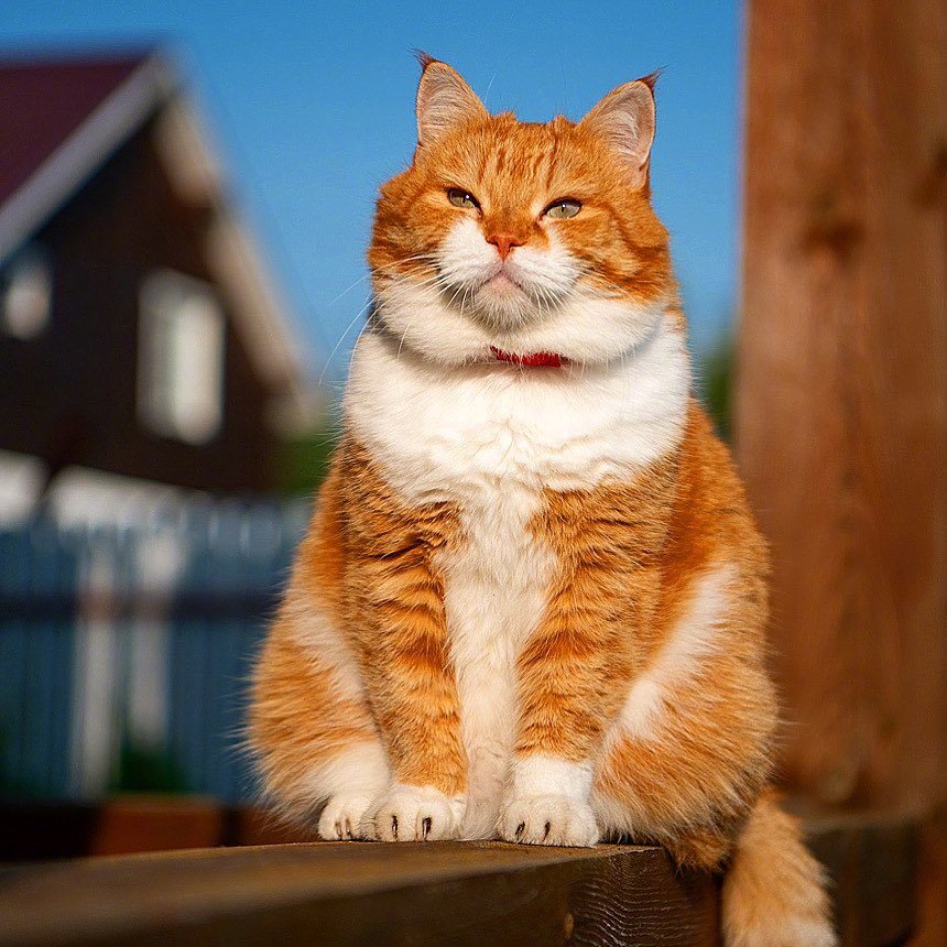 一直懒洋洋的大胖橘猫！__财经头条