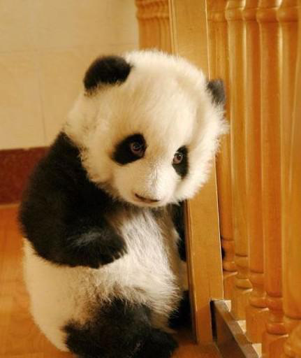 动物幼崽卖萌照