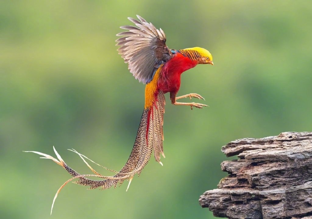 七彩斑斓的 "神鸟·凤凰锦鸡"