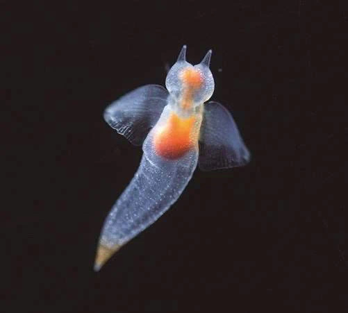冰海精灵 / 裸海蝶 / 海天使Clione limacina学名源自希腊神话中海