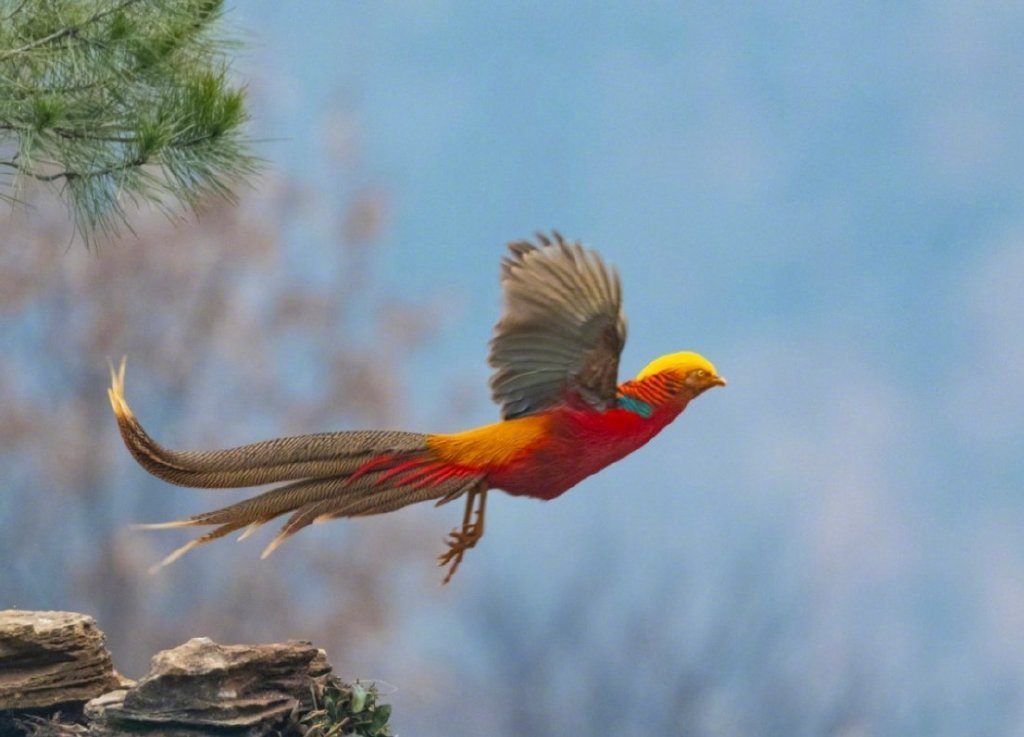 七彩斑斓的 "神鸟·凤凰锦鸡"