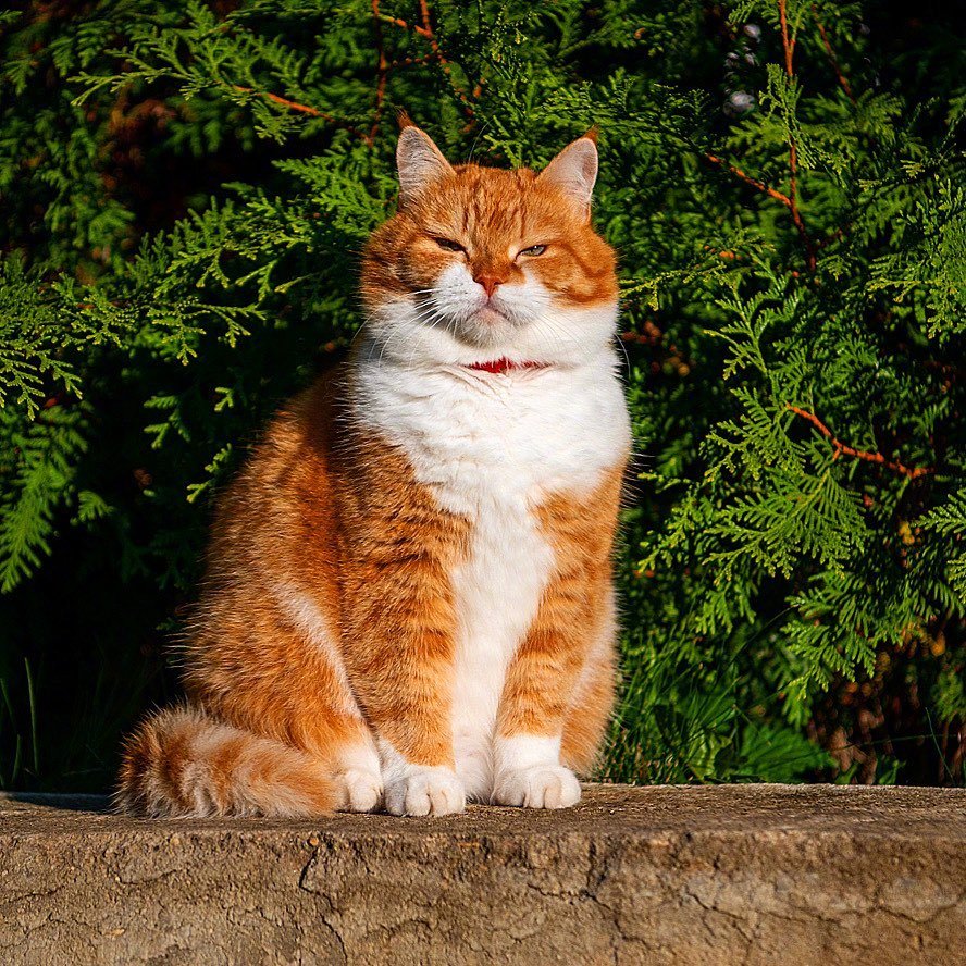 一直懒洋洋的大胖橘猫！__财经头条