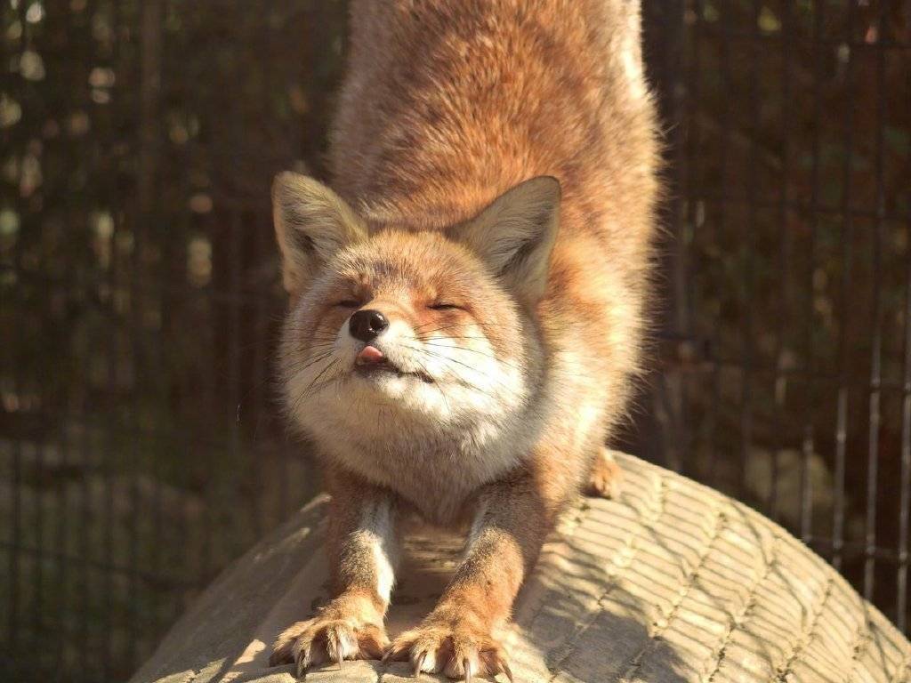 可可爱爱小狐狸,早安!_高清图集_新浪网