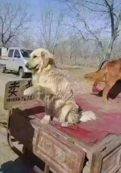 金毛被车拉着,将要卖到狗肉馆,它向狗贩子做出的动作让人心酸!