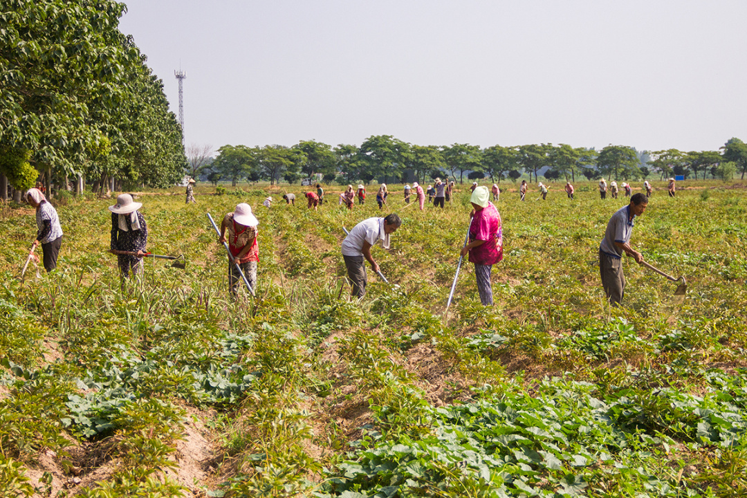 河南农民跨省干活,凌晨起床往返几十公里:场景如上个世纪