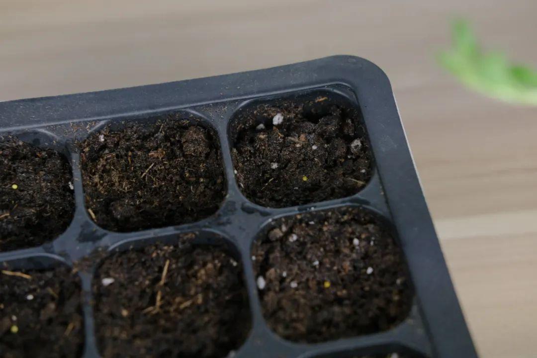 春天最佳繁殖季,扦插播种分株压条,成活率特高|枝条|种球|虎皮兰_新浪