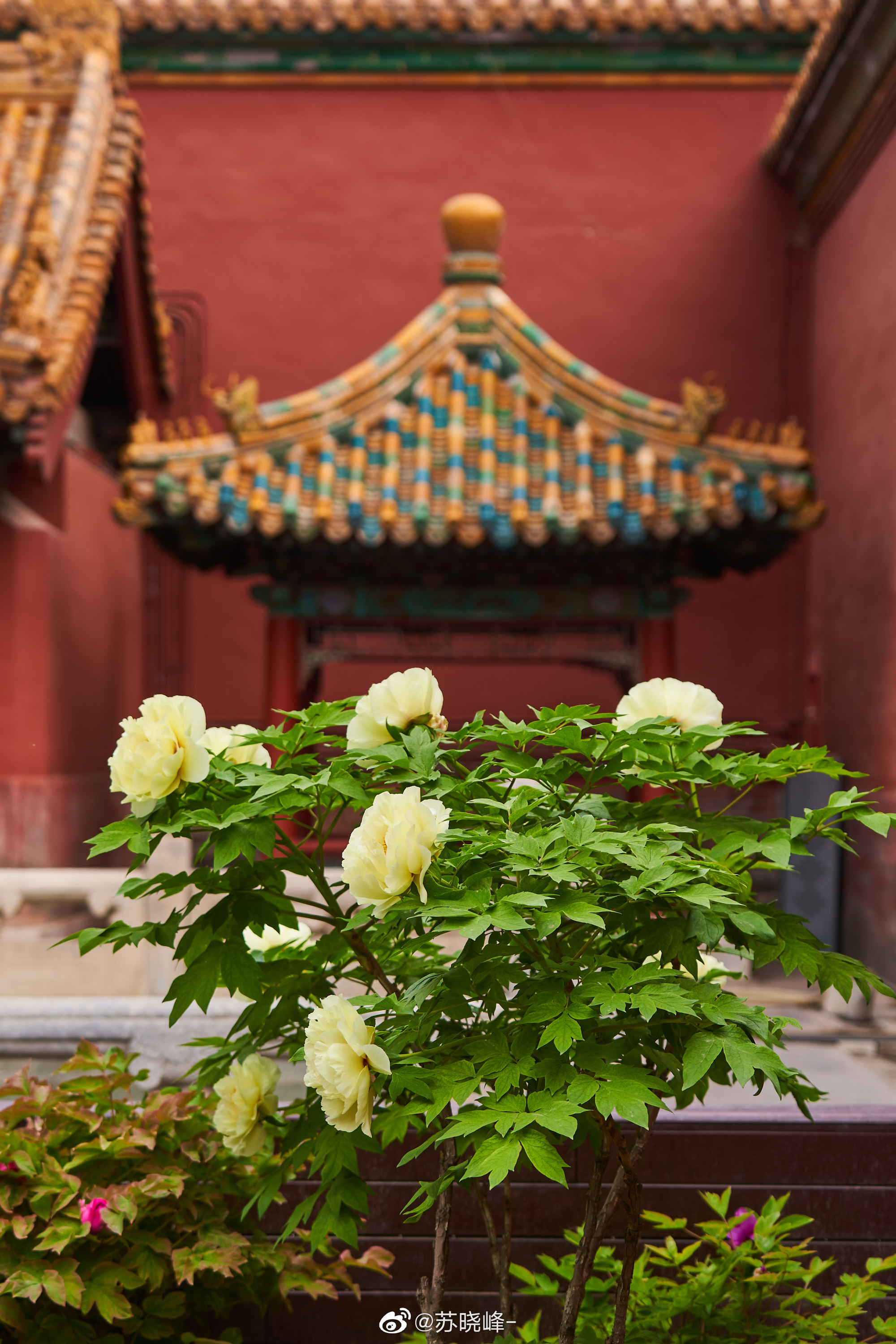 故宫 御花园,牡丹花开,国色天香_高清图集_新浪网