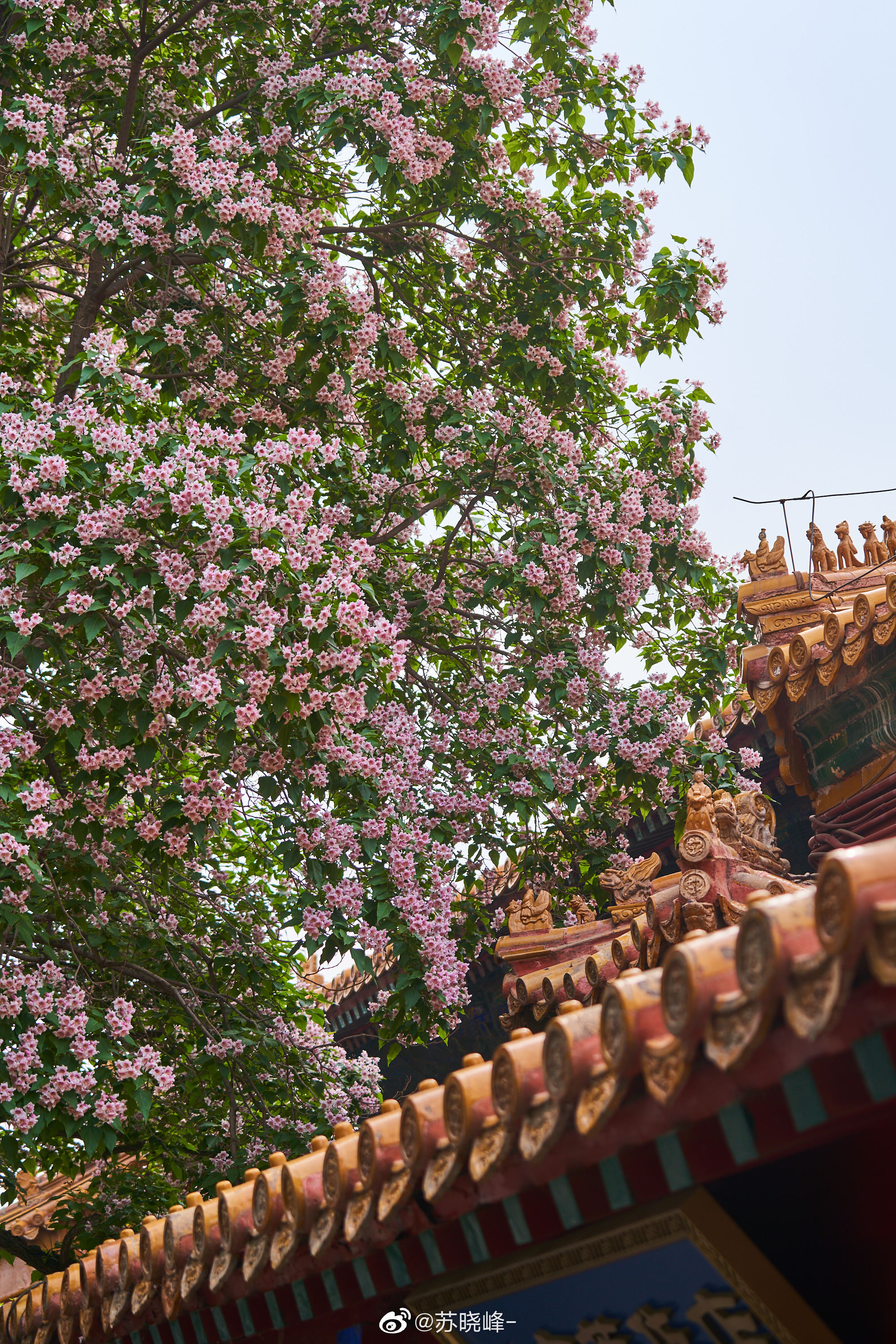 故宫 御花园 四百年楸树开花。 皇家栽种楸树,寓意千秋万代