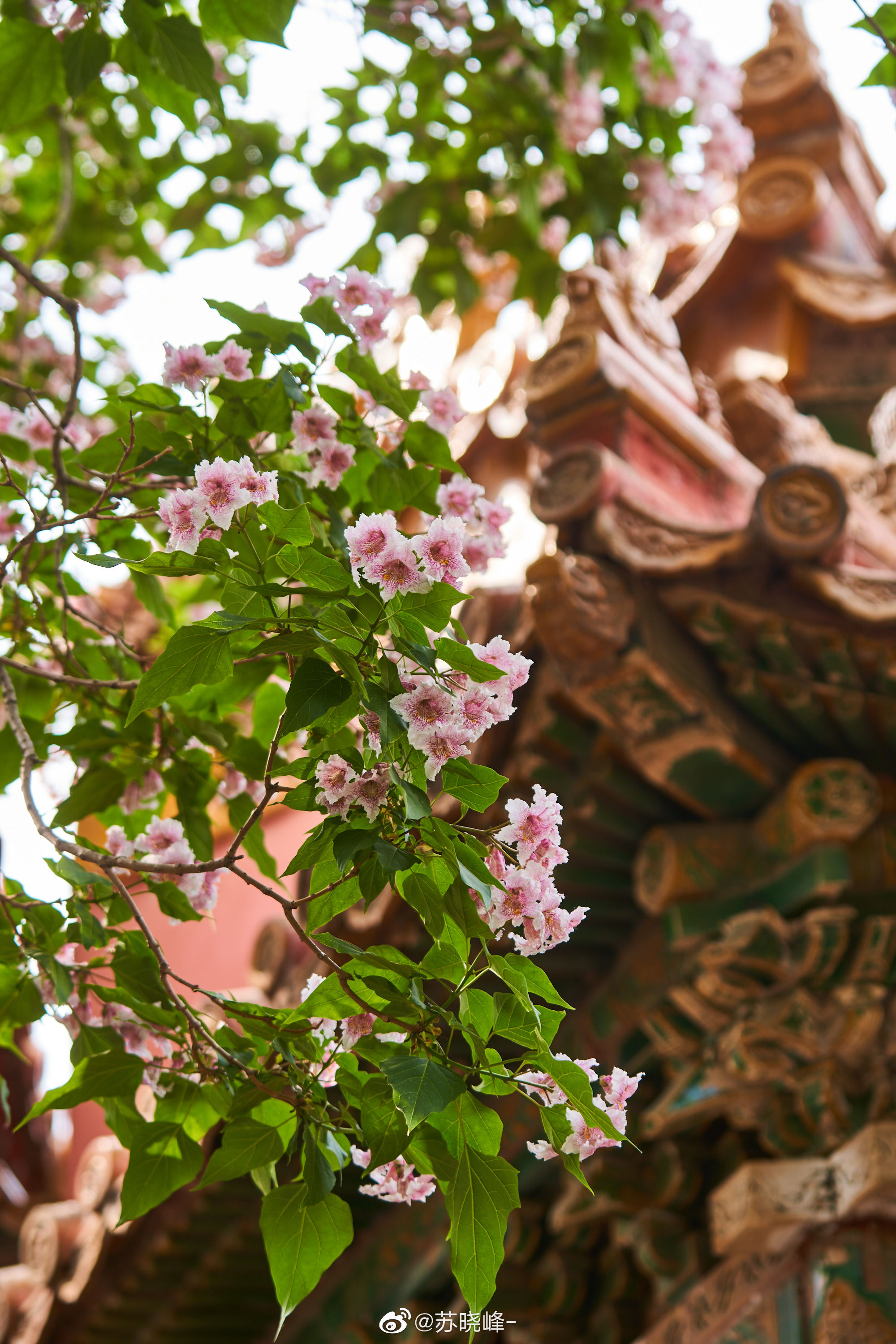 故宫 御花园 四百年楸树开花。 皇家栽种楸树,寓意千秋万代