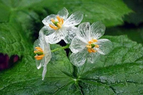 春末开花的山荷叶 位于日本本州岛至北海道的深山处