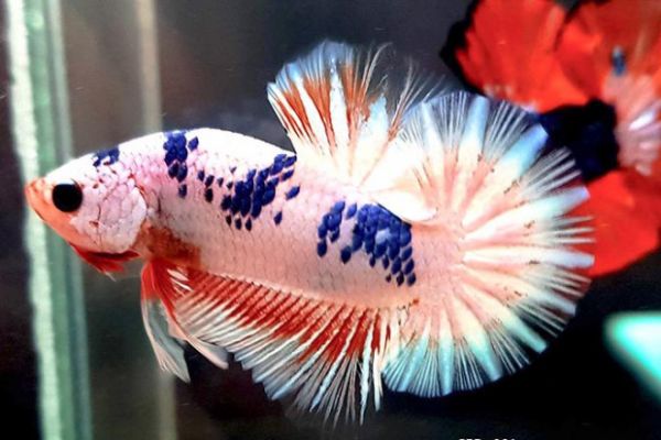 身价高昂堪比一辆摩托车?斗鱼成越南观赏鱼新宠