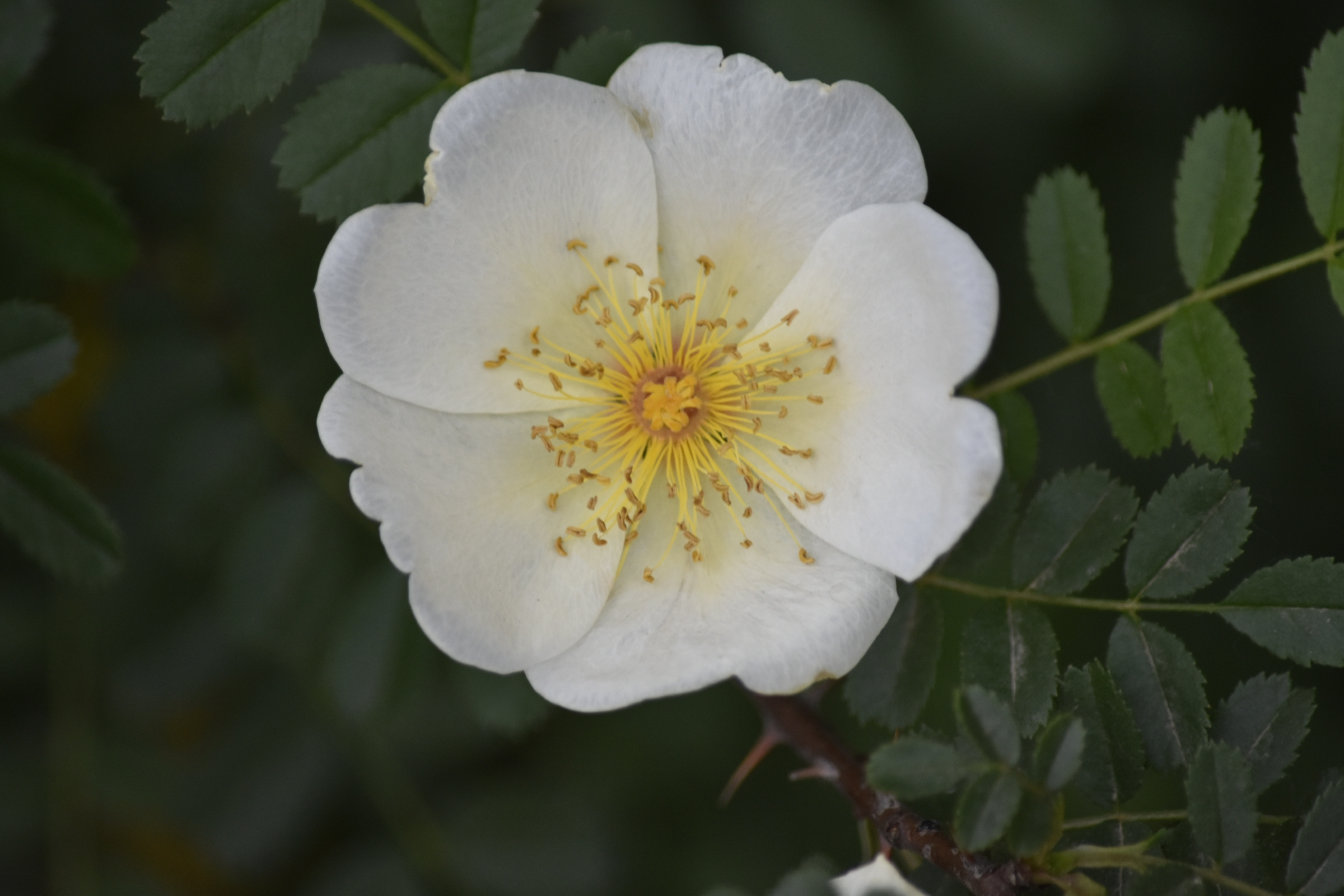 春天单瓣黄刺玫!